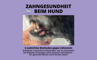 Zahnpflege beim Hund – so beugst du Zahnstein ganz natürlich vor